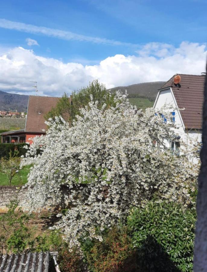 Le Cerisier - Route Des Vins - Parking Et Terrasse Avec Vue Sur Montagnes Et Vignoble Holiday home Sigolsheim